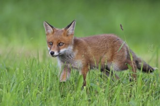 Red fox, Vulpes vulpes, young animal