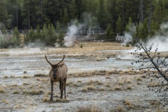 A lonely mule deer grazing in between a mud pot field in the Yellowstone NP, USA, North America