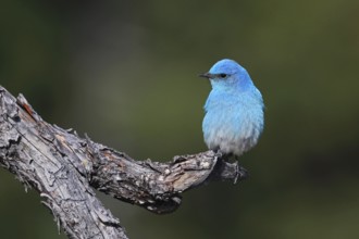 Mountain Bluebird, Sialia currucoides, Utah, USA, North America