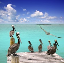 Caribbean pelican turquoise beach tropical sea view Mexico