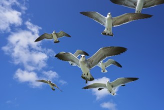 Seagulls sea gulls group flying on blue sky in Caribbean sea