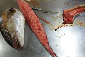 Amberjack fish head fillet process in stainless steel kitchen