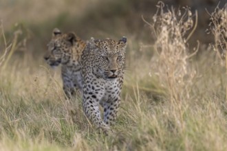 Leopard (Panthera pardus) female rear young, Moremi Game Reserve, Okavango Delta, Maun, Botswana,