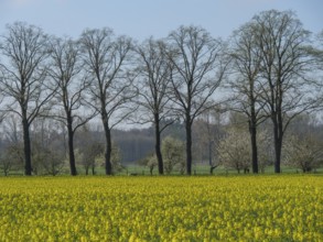 Rapeseed field in front of a row of bare trees in a sunny spring sky, metelen, westphalia, germany