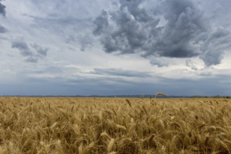 Golden wheat field and Storm clouds