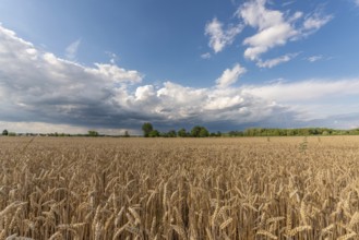 Stormy skies over wheat field in summer. Alsace, France, Europe
