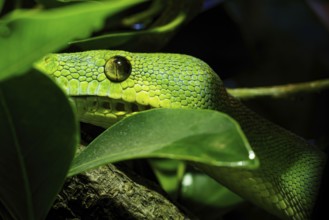Green tree python close-up on tree branch, Morelia viridis