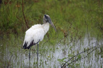 Wood stork, Mycteria americana, Argentina, South America