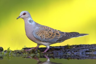 Turtle Dove, (Streptopelia turtur), Animals, Birds, Pigeons, Lesbos Island, Greece, Tiszaalp-r -