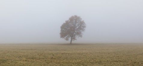 Lonely tree on the empty pasture in the morning mist. Panorama picture
