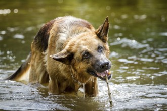 German shepherd dog with a mini stick playing in the water