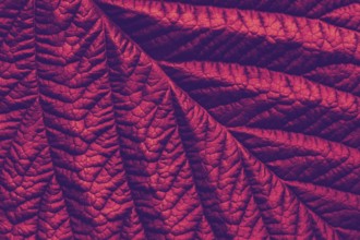 Rich maroon macro leaf texture, abstract floral background