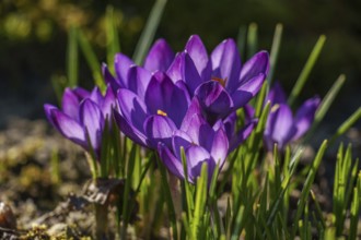 Purple crocuses blooming in sunlight with light green background, Weseke, Borken, westphalia,