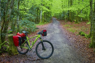 Roncesvalles beech begin of Way of Sain James biking in Navarra Pyrenees
