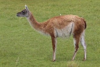 Guanaco, Chile, South America