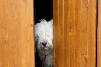 Curious and shy dog hiding behind the wood door funny guard