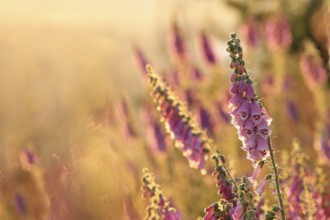 Purple foxglove, Digitalis purpurea during sunrise