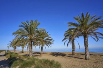 Denia las Marinas beach in Alicante palm trees at Costa Blanca of Spain