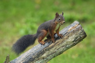 Squirrel with nut in mouth sitting on tree trunk looking right