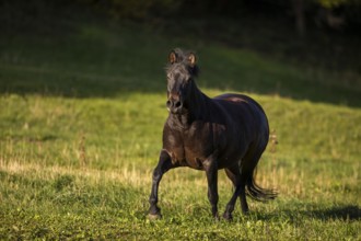 Huzule pony on the pasture in autumn, Austria, Europe