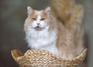 Flauschige rot-weiße Katze, die einer Maine Coon ähnelt, aber eigentlich eine Mischung aus Perser-