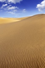 Desert sand dunes in Maspalomas Oasis Gran Canaria at Canary islands
