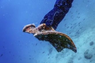 Underwater modern treasure hunter, diver sunken treasure