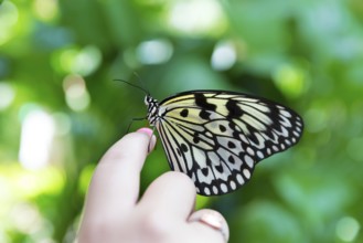 Girl hand finger Rice Paper butterfly Idea leuconoe in outdoor