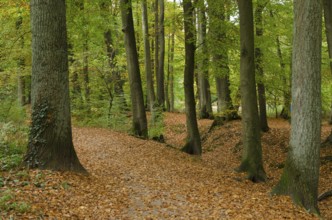 Autumnal forest path surrounded by dense trees and falling leaves, Borken, münsterland, Germany,
