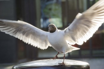Black-headed Gull, Chroicocephalus ridibundus with open wings, Copenhagen, Denmark, Europe