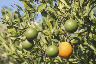 Oranges on a branch. Orange trees in plantation. Greece