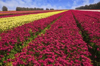 Kibbutz field of flowering colorful buttercups. Israel. Beautiful sunny spring day. Spring walk in