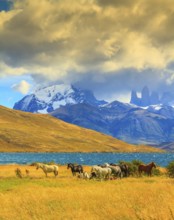 Magic light of sunset. Rocks Torres del Paine visible among the clouds. Herd of mustangs on the