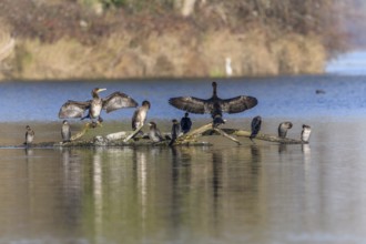 Great cormorant (Phalacrocorax carbo) and Pygmy cormorant (Microcarbo pygmaeus) perched on a branch