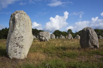 Menhirs, near Carnac, Brittany, France, Europe