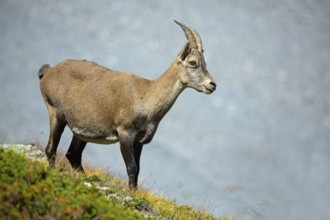 Alpine ibex, Capra ibex