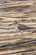 Sandpiper, Wood Sandpiper (Tringa glareola)