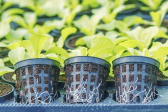 Lettuce Hydroponic farm. Lettuce Sprouts. Green Young Lettuce Plants. Lettuce seedlings. Spring