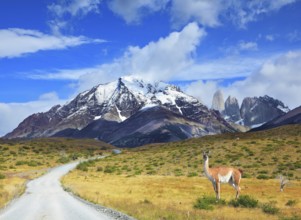 The beautiful summer morning in Patagonia. National Park Torres del Paine. On dirt road is worth