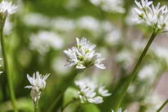 Wild garlic (Allium ursinum) with blossoms, wild garlic blossom, Leoben, Styria, Austria, Europe