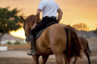 Horse training during scenic sunset