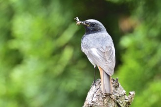 Male Black Redstart with feather. Male black redstart with feather