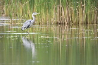 Grey heron (Ardea cinerea), when looking for food. Grey heron, when looking for food
