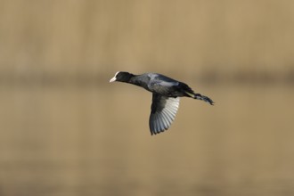 Eurasian Coot in flight, Black Coot, Fulica atra, Eurasian Coot