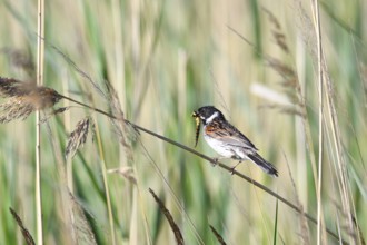 Reed Bunting, emberiza schoeniclus, feeding, Germany, Common Reed Bunting, male, Europe