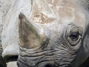 A full frame close up of the face of a black rhinoceros with eye and horn