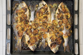 Baked fish, dentex, dentex dentex, food, Chioggia, Veneto, Italy, Europe
