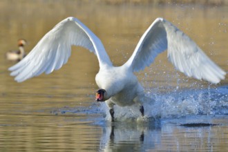 Mute Swan in territory battle in spring, Mute Swan during the breeding season