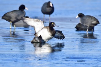 Tufted Duck skids over the ice. Tufted Duck skid over a lake