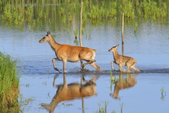 Red deer in Lusatia, near Foerstgen. Red deer with calf. Red Deer Cervus elaphus Germany, Germany,